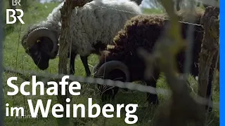 Weinbau im (Klima)-Wandel: Wie kreativ fränkische Winzer werden | Unter unserem Himmel | Doku | BR