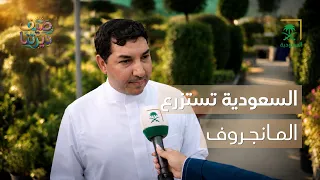 صيف ديرتنا | رحلة السعودية في استزراع المانجروف