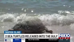 2 sea turtles released into Gulf from Dauphin Island