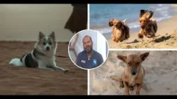 Verano y mascotas: el mito del agua salada que pone en riesgo a tu perro