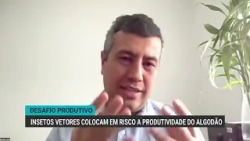 Insetos vetores colocam em risco a produtividade do algodão