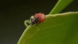 60,000 ladybugs released at Mall of America