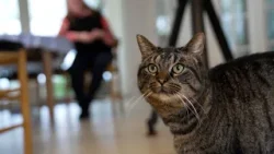 Flere katte skudt i fynsk by - Lilo er én af dem