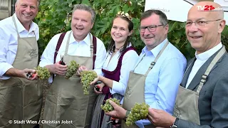 Heat and drought hit Vienna's wine industry, but 2026 promises top quality