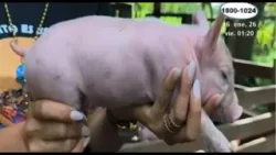 Nace cerdita hermafrodita en granja de Río San Juan