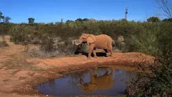 Portugal: Julie, the first resident of a sanctuary dedicated to elephants rescued from circuses