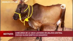 La Lazo gana el concurso de la vaca lechera en Zelaya Central