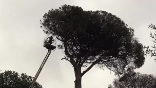 Cerveteri, abbattuti pini colpiti da cocciniglia: “Potevano crollare sulle abitazioni” - Canale 10