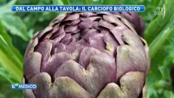 Il Mio Medico (TV2000) - Tutte le proprietà dei carciofi e come utilizzarli in una dieta sana