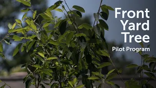 Gwinnett Offers Free Trees to Eligible Residents