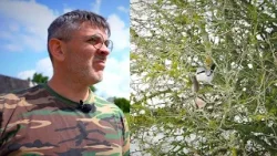 Grobį ant šakos padžiovusią medšarkę užfiksavęs Čepulis: mažas paukštelis, o toks plėšrus Grobį ant šakos padžiovusią medšarkę užfiksavęs Čepulis: mažas paukštelis, o toks plėšrus