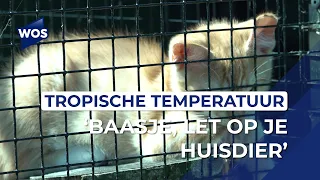 Heat tips for pets