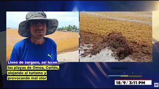 Lleno de sargazo así lucen las playas de Omoa, Cortés alejando a visitantes y generando malos olores
