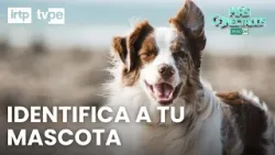 Campaña de identificación de mascotas en Miraflores | “Más conectados”