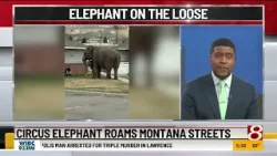 Circus elephant roams Montana streets before capture