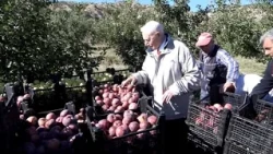Harvest Time at Başkent University: Prof. Haberal Joins Apple Harvest