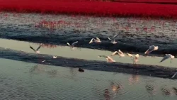 🌊🍁Красный ковёр у моря: побережье Китая преобразилось с приходом осени