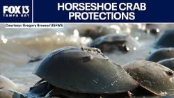 Lawsuit over horseshoe crabs aims to get Endangered Species Act protections Lawsuit over horseshoe crabs aims to get Endangered Species Act protections