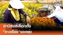 "หาเสียง" ดันยอดขายดอกดาวเรืองพุ่ง จนเก็บขายไม่ทัน | เรื่องดีดีทั่วไทย | 14-1-69