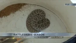 Rattlesnakes roaming around southern Arizona this time of year