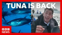 Bluefin tuna makes comeback after disappearing from UK waters for decades | BBC News
