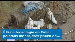 VIDEO: Última tecnología en Cuba: palomas mensajeras ponen en alerta a EE.UU.