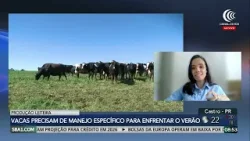 Vacas precisam de manejo específico para enfrentar o verão