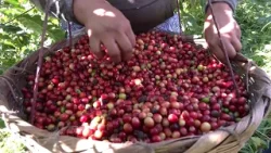 Consumo y producción de café