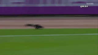 Wild squirrel chase at an MLB game