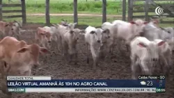 Leilão Qualidade Total oferta gado de corte neste sábado no Agro Canal