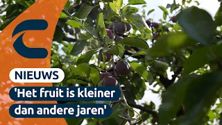 Fruitteler gebruikt niet teveel water: “We moeten zuinig te zijn” | Connect