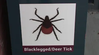 Asian longhorned tick cases rise