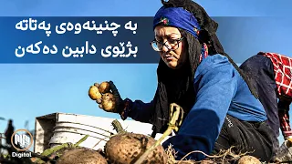 هەڵەبجە - خێزانێکی ڕۆژئاوای کوردستان بە چنینەوەی پەتاتە بژێویی ژیانیان دابین دەکەن