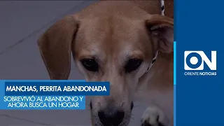 Manchas, the dog who survived abandonment and is now looking for a home