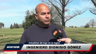 Marcos Juárez: Current status of wheat in the region