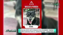 "Kira" esta perdida en zona de la terminal, sus familiares están tristes y desesperados "Kira" esta perdida en zona de la terminal, sus familiares están tristes y desesperados