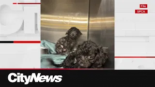 Bylaw officers rescue 97 dogs from home in Fort McMurray