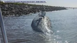 Gray whale found dead near Alameda to be examined