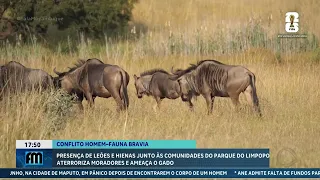 Lions and hyenas terrorize communities near Limpopo National Park
