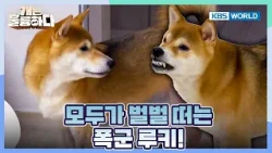 Mameshiba Rookie's Tyranny?  [Dogs Are Incredible:Ep.7-1] | KBS WORLD TV 251230