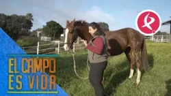 Los paseos matutinos de Inaghi y Fíngaro | El campo es vida