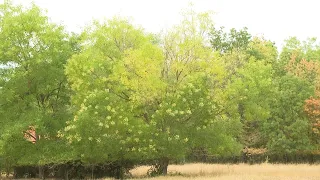 Jelentős károkat okozott a szárazság a Kecskeméti Arborétumban is