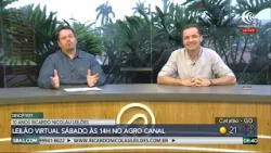 Leilão Especial de Fêmeas Nelore PO hoje no Canal do Boi Leilão Especial de Fêmeas Nelore PO hoje no Canal do Boi