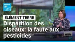 Les pesticides, premiers responsables de l'effondrement des populations d'oiseaux • FRANCE 24