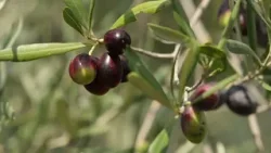 Olio EVO, "l'Italia può ulteriormente rafforzare il suo primato nel mondo"
