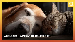 Diabetes in dogs and cats: how to prevent it and care for them