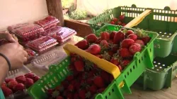 Importação de morango cresceu mais de 860% nos últimos anos, aponta FAEMG | Giro de Notícias Importação de morango cresceu mais de 860% nos últimos anos, aponta FAEMG | Giro de Notícias