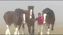 Meet the Budweiser Clydesdales