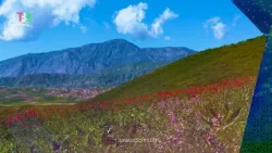 Лолаҳо дар елаҳо машъал шуданд