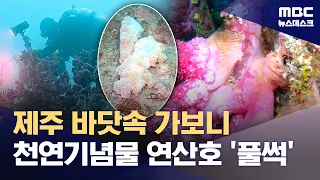Soft corals melting in high water temperatures... Fears of mass die-off if a typhoon hits (08/29/...